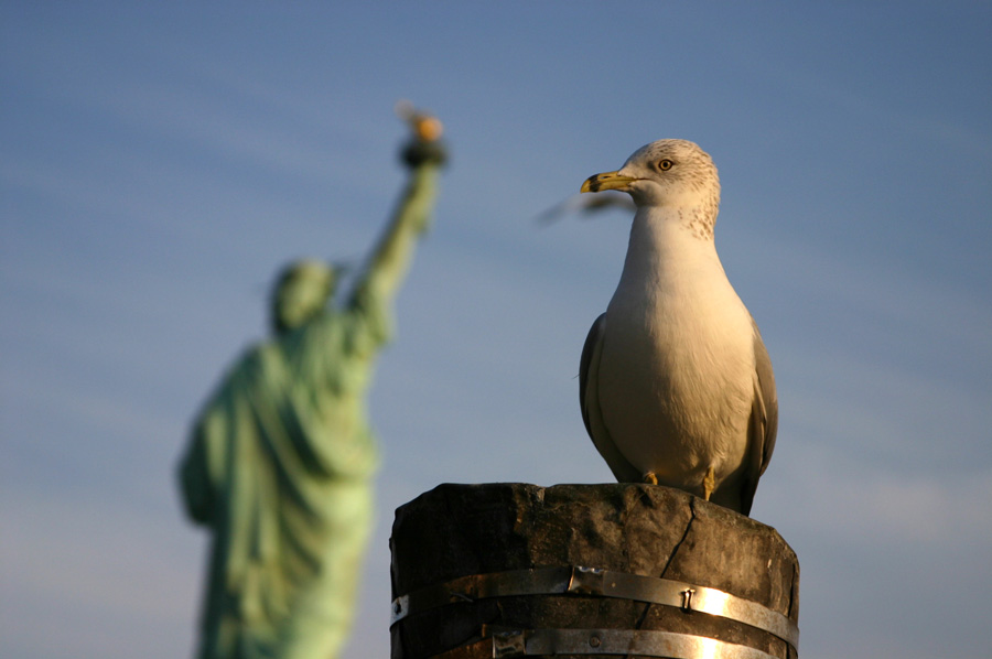 Liberty Island - NYC
